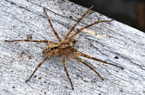 Die Nosferatu-Spinne wird derzeit häufiger gesichtet als in den Vorjahren. Foto: dpa/Robert Pfeifle
