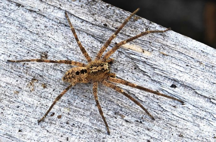 Krabbeltier im Kreis Esslingen gesichtet: Nosferatu-Spinne breitet sich rasant aus
