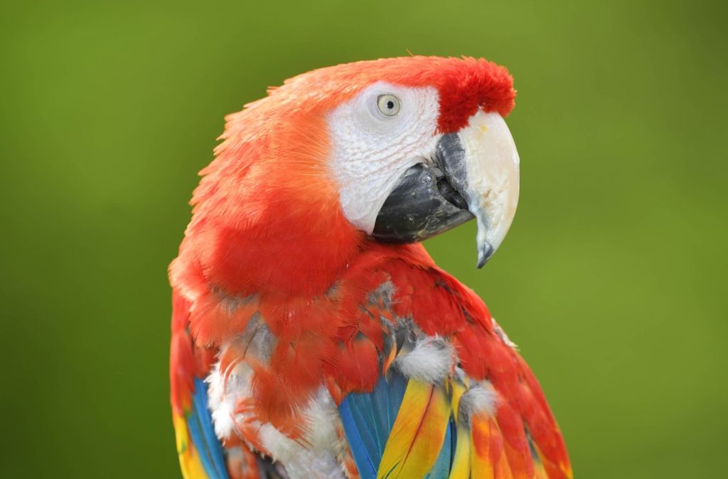 Mit 49 Jahren ist Rosalinda ein Urgestein. Ab 40 bekommen die Papageien oft grauen Star, runzlige Wangenhaut und ein löcheriges Gefieder.