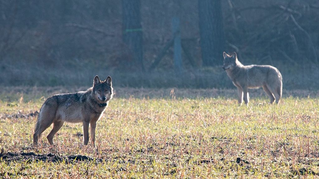 Wolf Kurti ist tot: Naturschützer äußern Verständnis für Abschuss