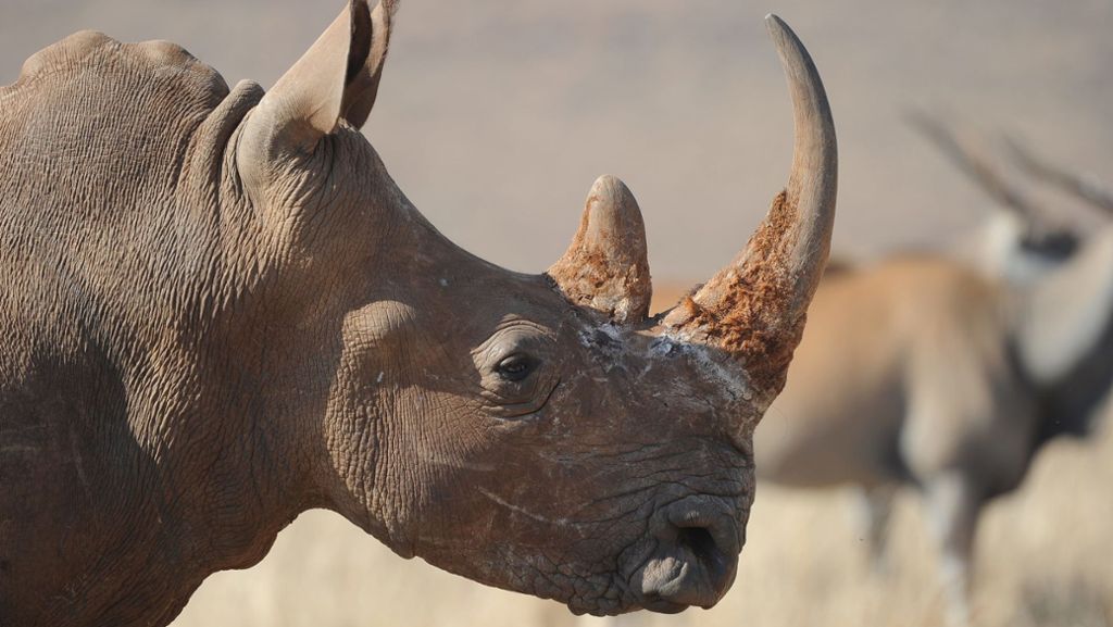 Nashörner in Afrika sind durch Wilderer vom Aussterben bedroht. Britische Wissenschaftler wollen den Schwarzmarkt für Rinozeros-Horn mit einem Imitat überschwemmen und so Wilderer arbeitslos machen. 