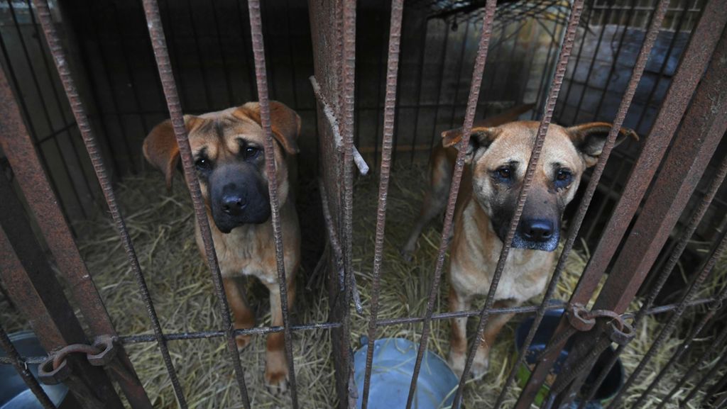 In Südkorea: Retter bewahren 200 Hunde vor dem Kochtopf
