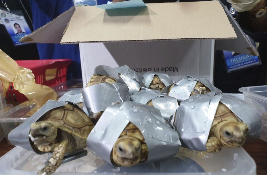 Der Zoll am Flughafen in Manila entdeckte in mehreren Koffern über 1500 Schildkröten.