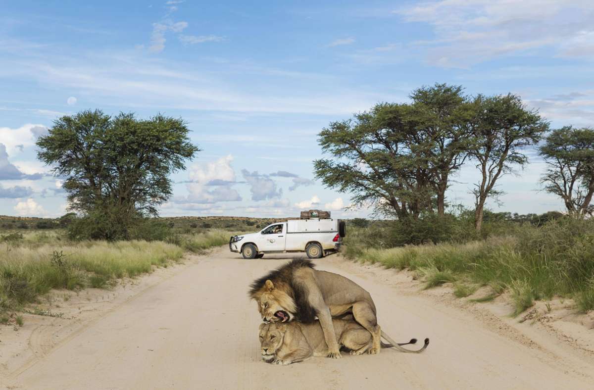 Sex auf der Straße: Zwei Löwen im südafrikanischen Teil der Kalahari-Wüste.