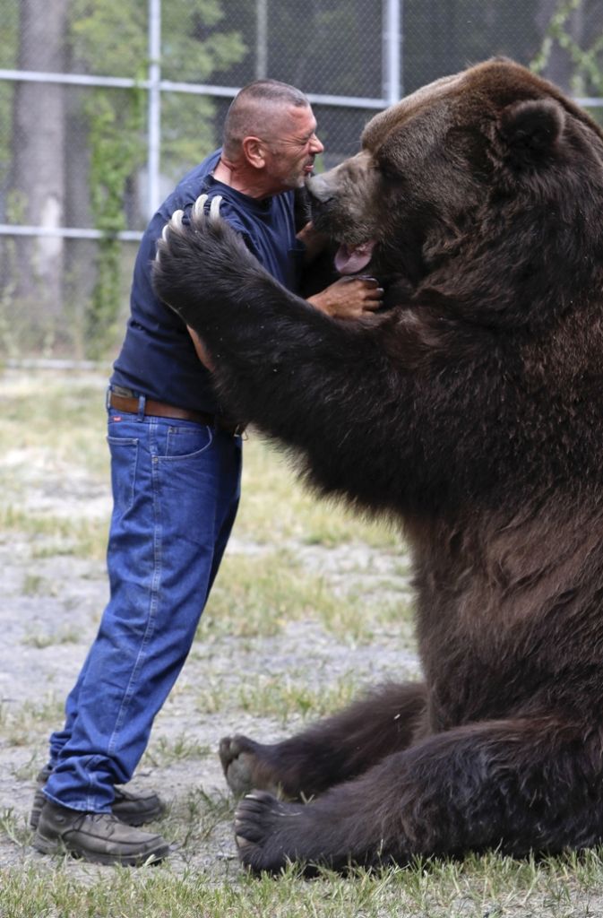 Jimbo ist ein ausgewachsener Kodiakbär (lateinisch: Ursus arctos middendorffi). Er wiegt 750 Kilogramm. Im Stehen misst er mehr als 270 Zentimeter. Der Kodiakbär ist die größte Unterart des Braunbären. Mit seinen bis zu 780 Kilogramm gehört er zu den größten an Land lebenden Raubtieren der Erde.