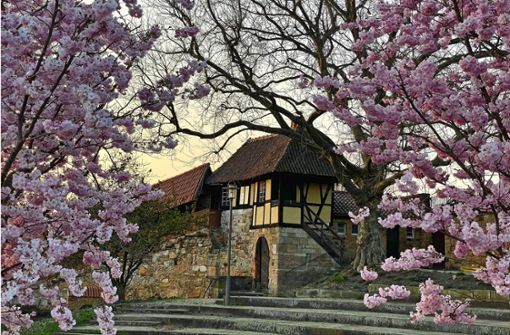Die Esslinger Burg, rosa umrahmt: Im Frühling blühen die Zierkirschenbäume. Foto: /Evelyn Scheer