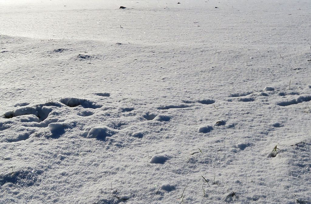 Spuren im tiefen und glitzernden Schnee hat unser Leserfotograf sonnenblume aufgenommen.