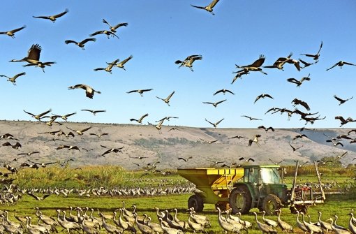 Zehntausende Kraniche überwintern im israelischen Hula-Tal und müssen gefüttert werden, damit sie die Felder in der Umgebung nicht plündern. In einer Galerie zeigen wir weitere Bilder aus dem Tal im Norden Israels. Foto: Mäder
