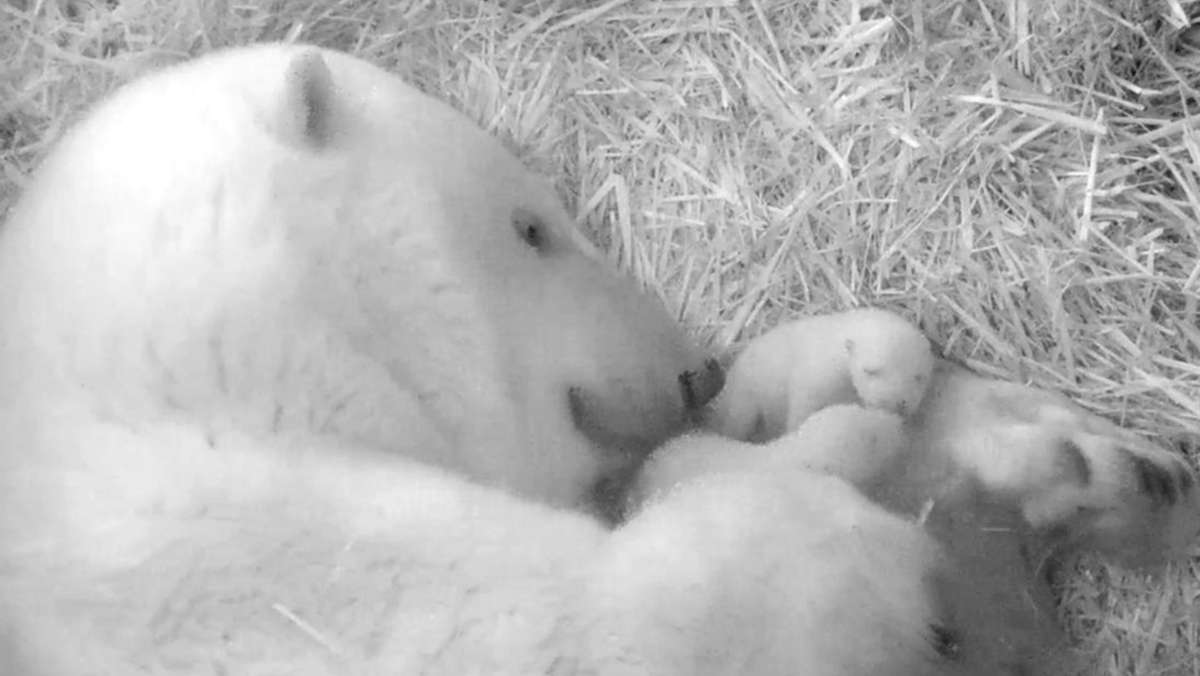 Rostock: Zoo freut sich über Eisbären-Nachwuchs
