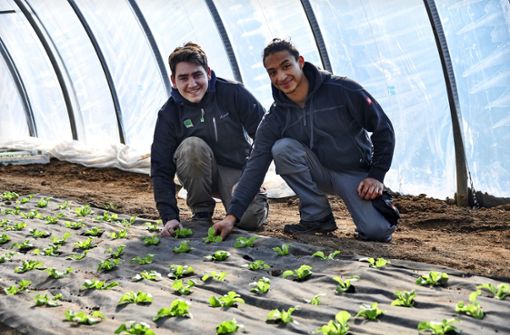 Yosthin Keller (rechts) und Felix Schickinger schauen nach dem frisch gepflanzten Salat im Folientunnel Foto: /Karin Ait Atmane