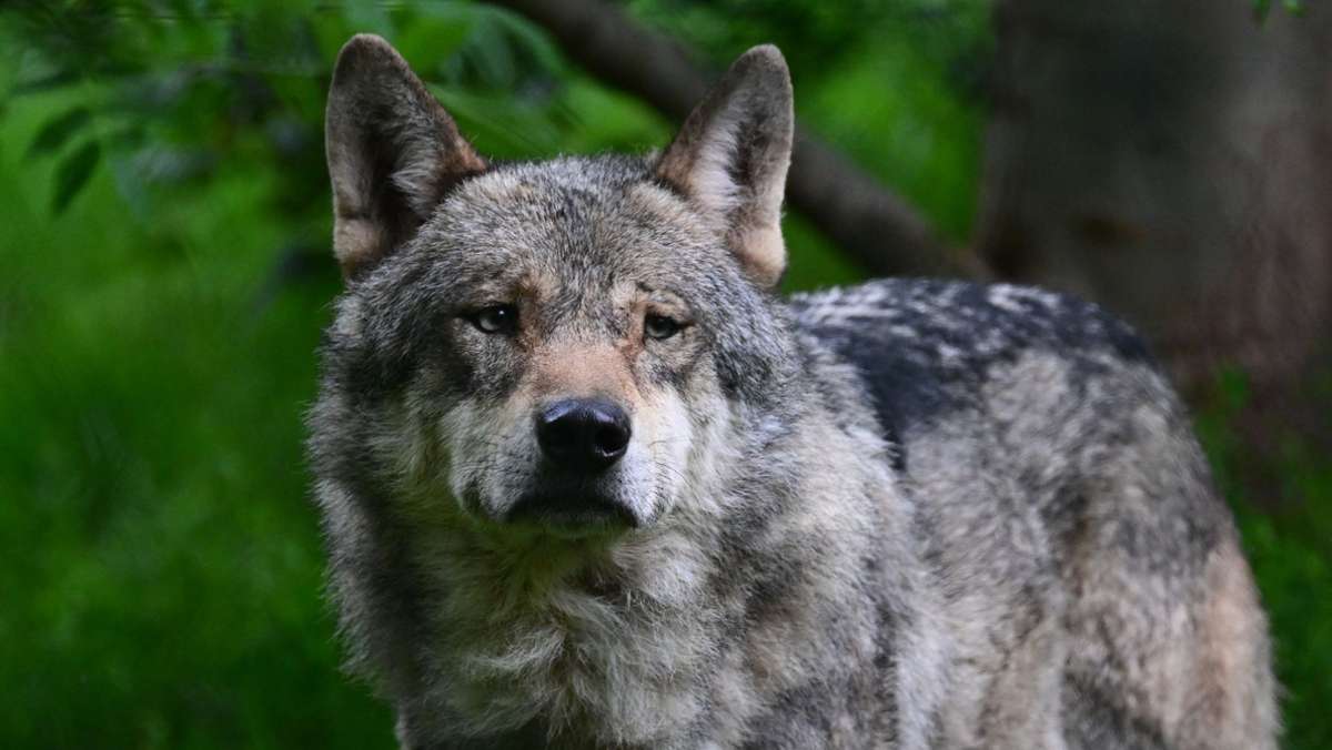Nach Gesetzeslockerung: Abschusserlaubnis für Wolf in der Schweiz