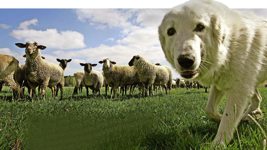 Schutz für Schafsherden: Hundegebell gegen   Wolfsgefahr