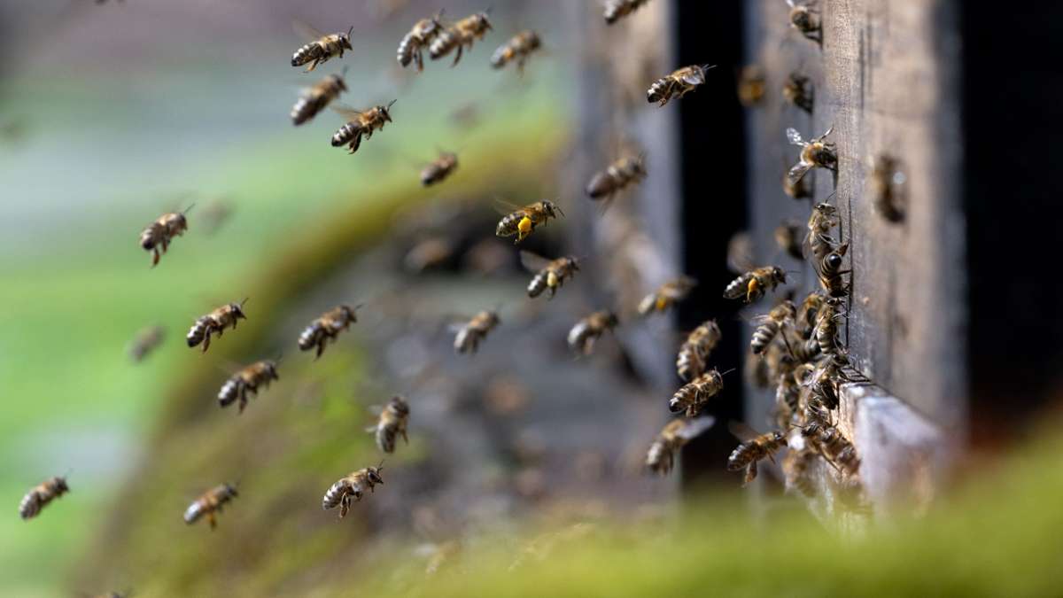 Ein Summen liegt in der Luft: Honigbienen tummeln sich um einen Bienenstock in der Innenstadt von München.