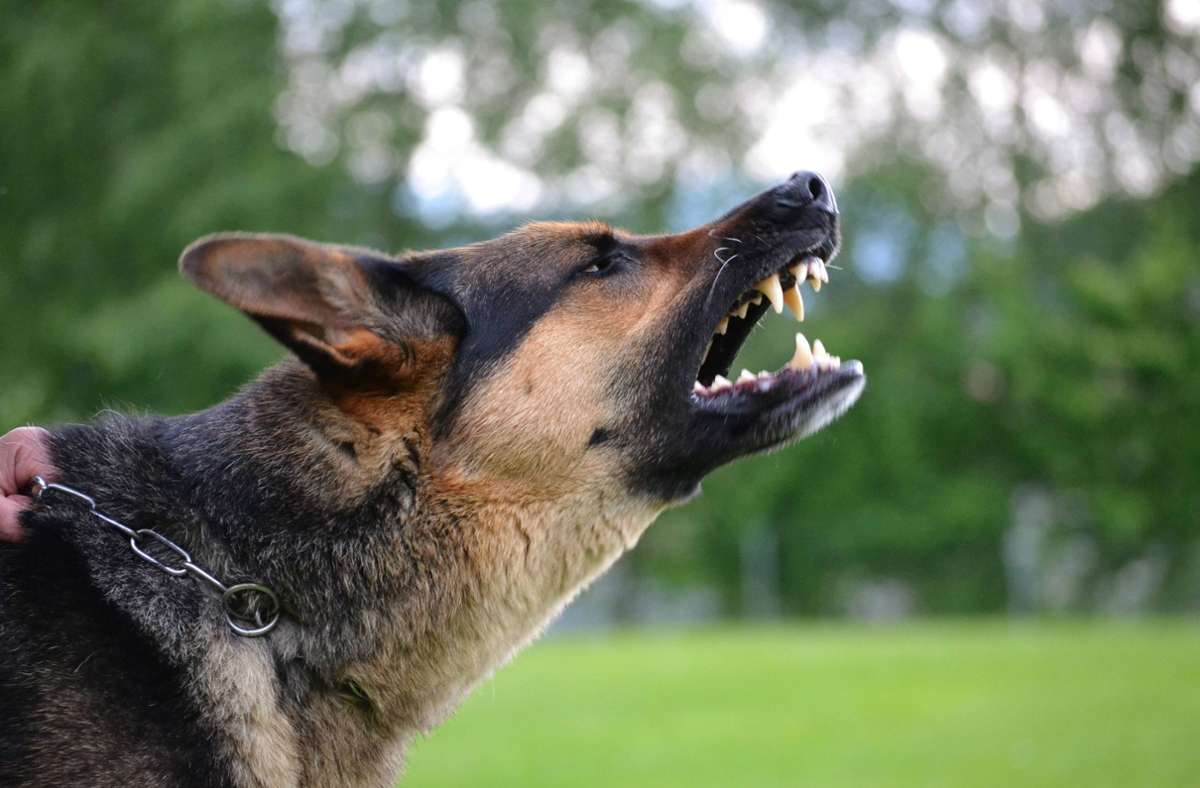 Ein Schäferhund hat in Möglingen die Polizei auf den Plan gerufen. Foto: imago