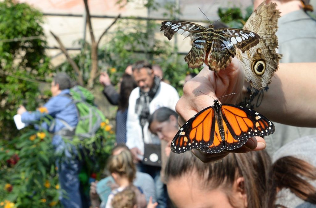 Im Schmetterlingshaus leben jetzt annähernd doppelt so viele Tiere wie vorher.