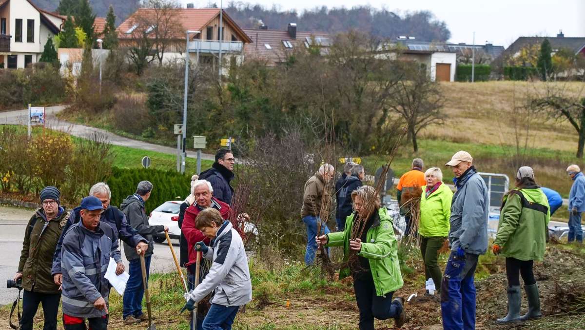  Der BUND und die Gemeinde Freudental erweitern den baden-württembergischen Wildkatzenkorridor und pflanzen 125 Meter für den Artenschutz. Für einen Lückenschluss im Kreis Ludwigsburg müssten noch weitere elf Kommunen mitmachen. 