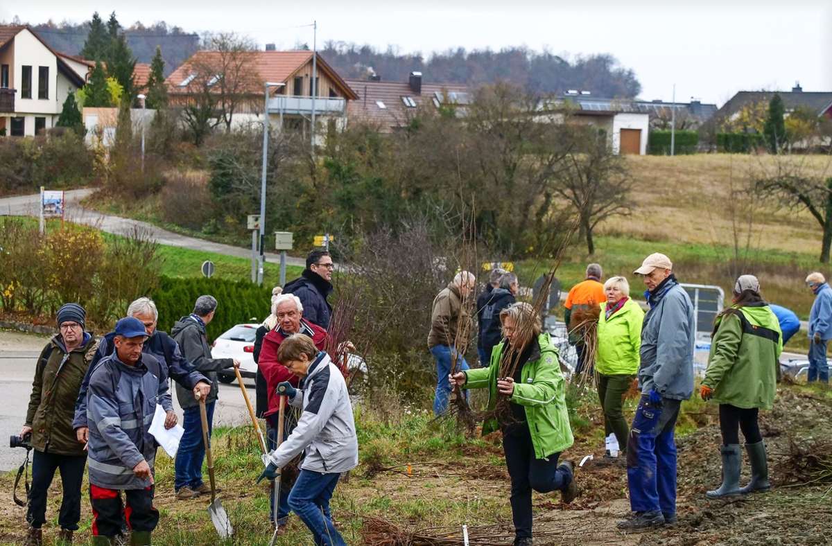 Am Westrand von Freudental treffen sich am Samstag freiwillige Helfer und pflanzen Bäume, Büsche und Sträucher. Foto: Simon Granville