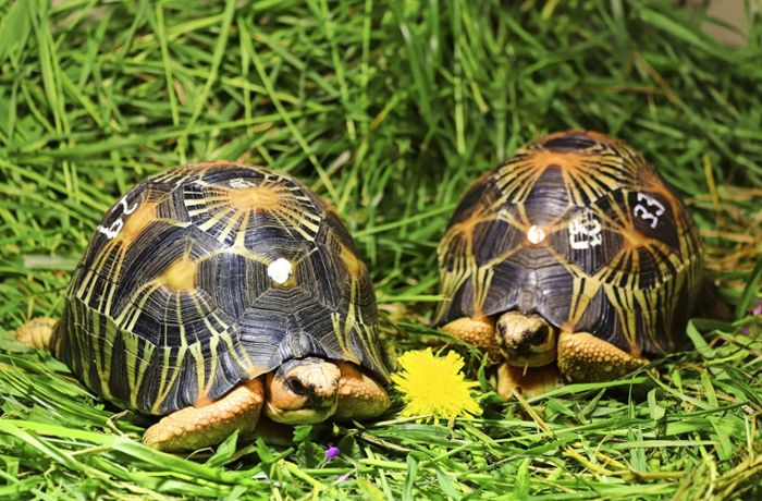 Haustiere in Stuttgart: Bisher werden kaum Reptilien zurückgegeben