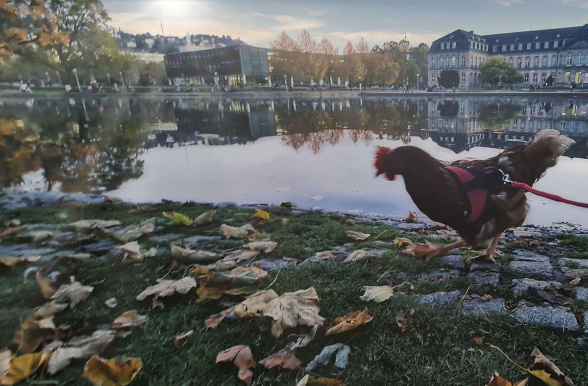 Huhn Dotty ist ein Star in der Stadt
