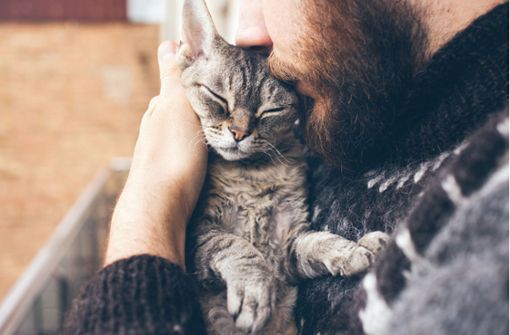 Mit Katzen zu schmusen, kann sehr entspannend sein. (Symbolbild) Foto: Shutterstock