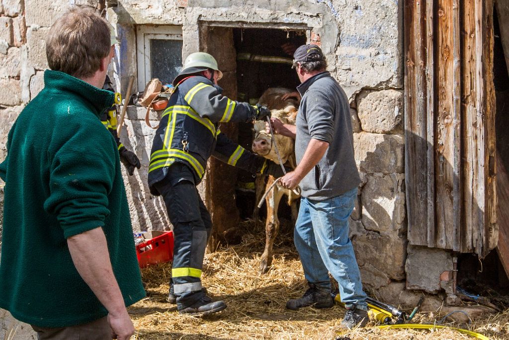 Am Samstagnachmittag ist in Großerlach die Betondecke eines Kuhstalls eingestürzt und hat fünf Kühe unter sich begraben.