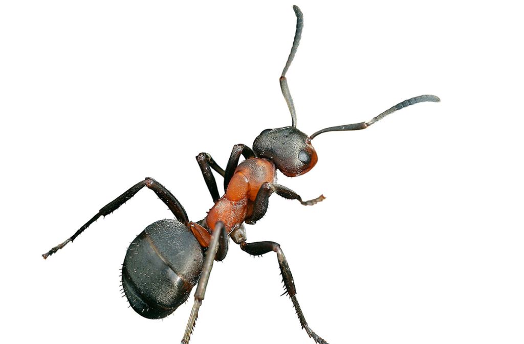 Die kleinen Ameisen aus dem Garten beißen meist nur, die großen Waldameisen hingegen verspritzen zusätzlich Gift – die Ameisensäure. Diese Bisse sind ziemlich schmerzhaft und lösen einen unangenehmen Juckreiz sowie Rötungen und Schwellungen aus. Die gute Nachricht: Ameisenbisse sind ungefährlich – und gegen Schmerzen und Juckreiz hilft Kühlung.