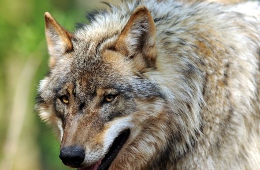 Die Feindschaft zwischen Jägern und Wölfen greift tief. In Deutschland leben die Tiere mitunter gefährlich – elf Wölfe sind seit 2000 getötet worden. Foto: dpa