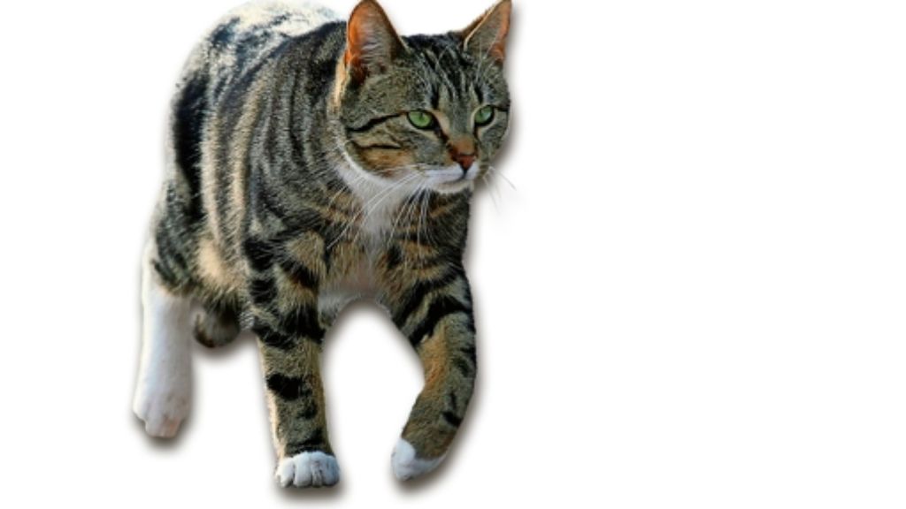 Weissach: Ein Schutzhäuschen für Katzen erregt die Gemüter