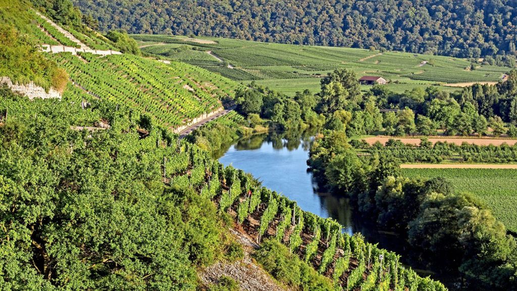  Immer öfter werden die Weinbau-Steillagen am Neckar durch heftige Unwetter beschädigt. Ein neuer Fördertopf des Landkreises soll den Weingärtnern in solchen Fällen helfen. Doch es gibt Tücken. 