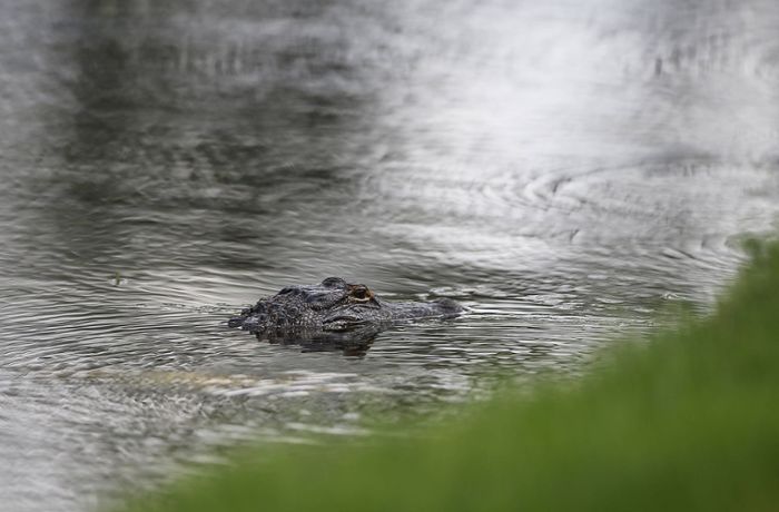 Vermisstes Kleinkind tot im Maul eines Alligators gefunden