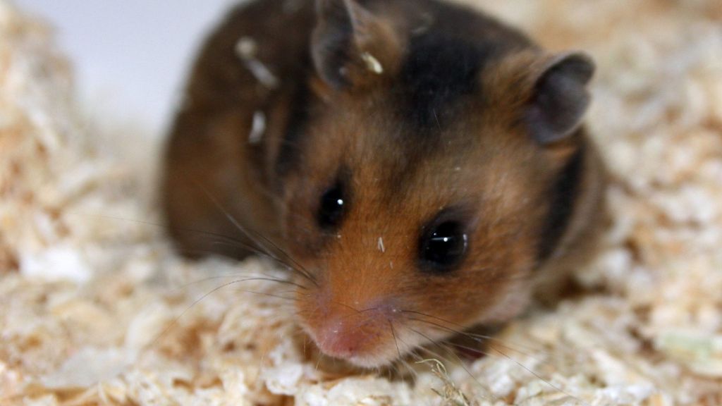 Youtube: Das sind die beliebtesten Hamster-Videos