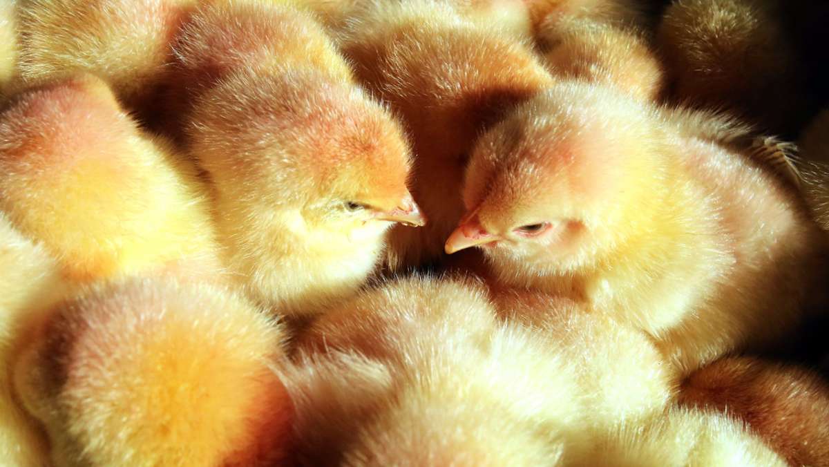 Wirrwar bei Eiern ohne Kükentöten: Gesetzentwurf mit Schwächen