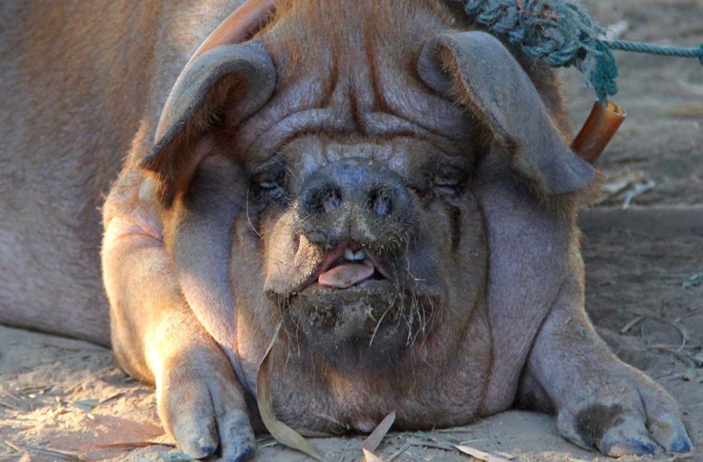 „Fettes Schwein“: Dieses Schimpfwort gehört zur übelsten Sorte von Malediktionen. Dass es im Tierreich allerdings auf Tatsachen beruht, sieht man an dieser Zuchtsau.
