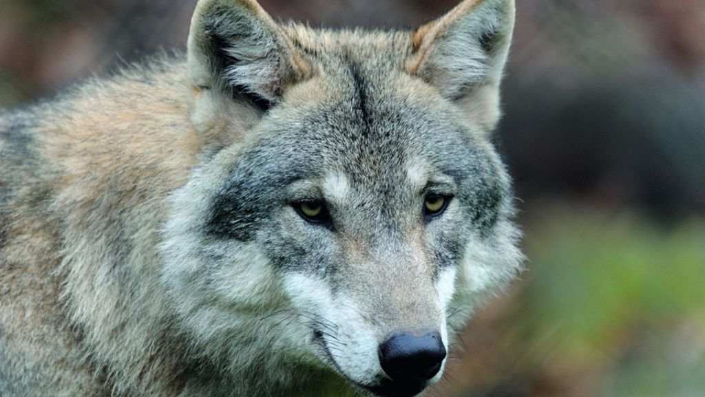 Diskussion um Raubtier: Wölfe müssen im Notfall geschossen werden
