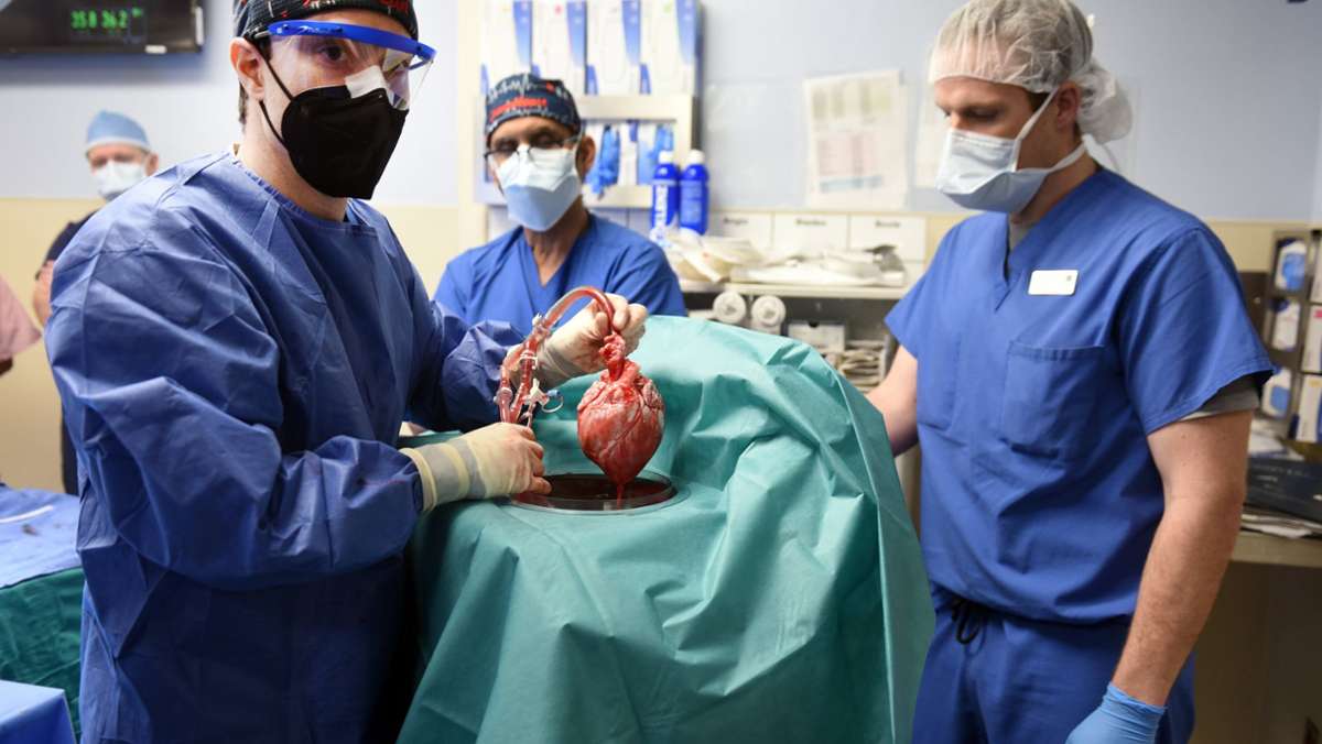 Patient mit Schweineherz tot: Herzchirurgen sehen erste Transplantation als Erfolg