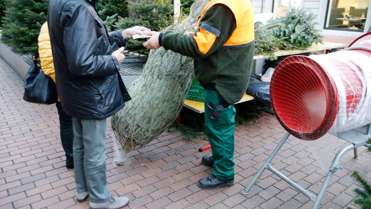 Verband rechnet mit Preissteigerung: Warum Weihnachtsbäume in Baden-Württemberg  teurer werden