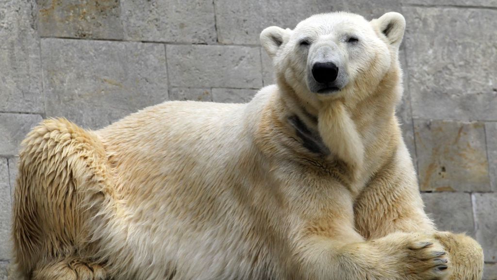 Lars in Zoo eingeschläfert: Vater des berühmten Eisbären Knut ist tot