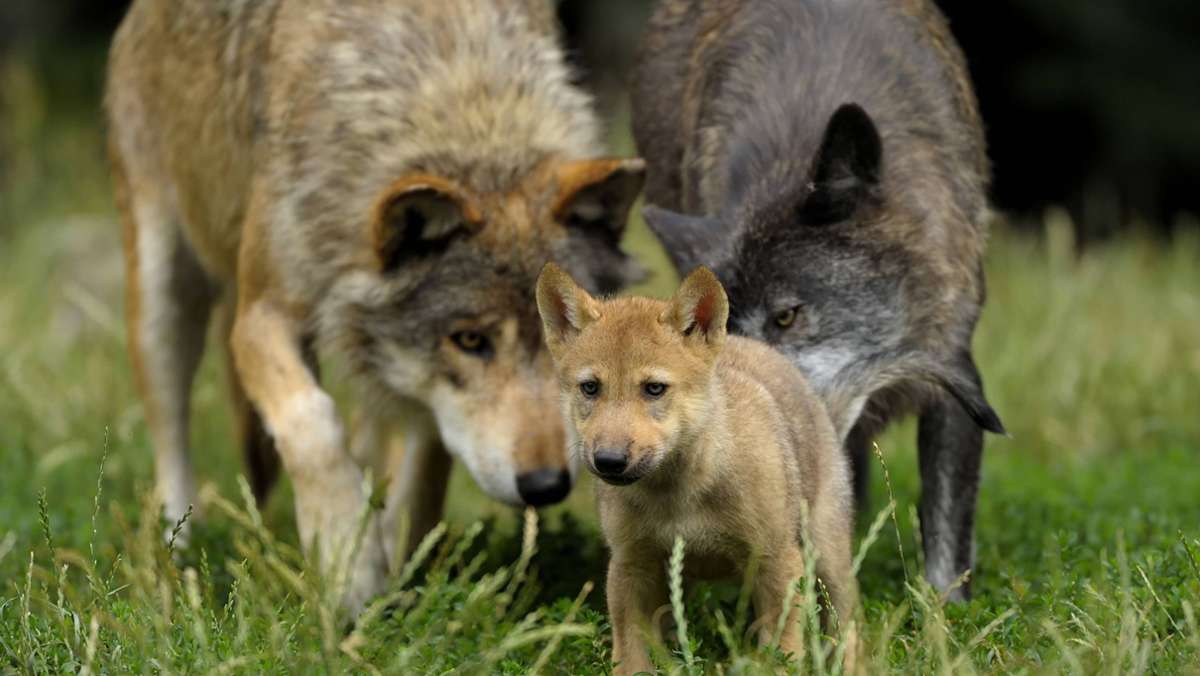 Wildtiere in Baden-Württemberg: Wölfe im Schwarzwald haben Nachwuchs