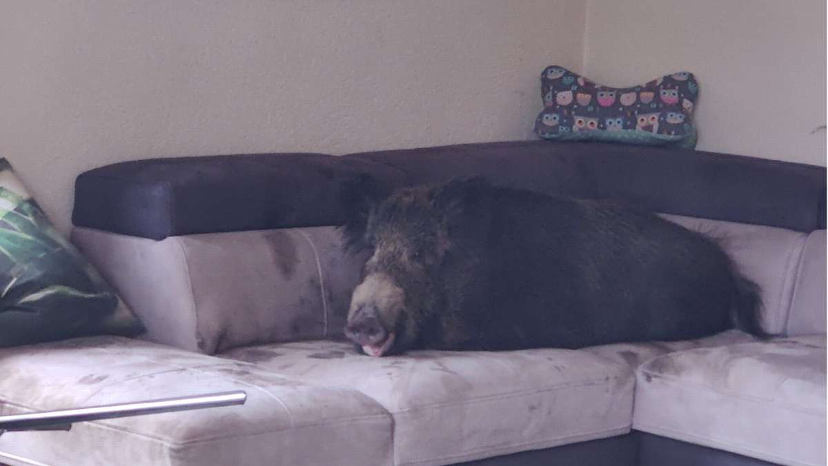 Hagen: Wildschwein macht es sich auf Wohnzimmercouch gemütlich