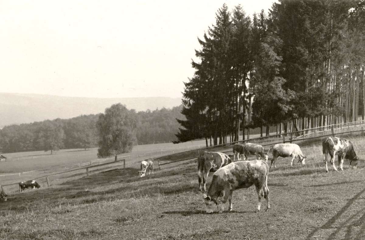 Blick auf eine Jungviehweide (circa 1940).