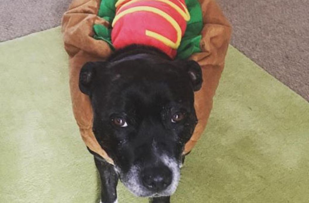 Ein Trend auf Instagram scheint es zu sein, seinen Hund als Essen zu verkleiden. Ob als Hotdog ...