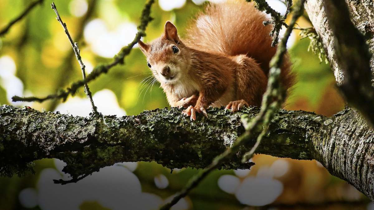 Hilfe für Nagetiere in Not: Das müssen Sie tun, wenn Sie ein Eichhörnchen  finden
