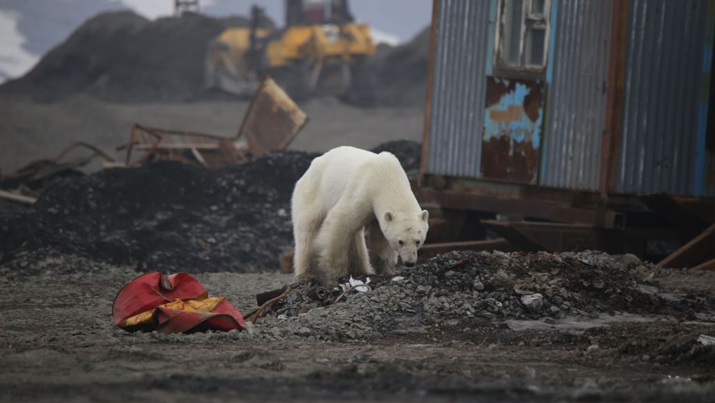 Bedrohte Tiere: Eisbär-Alarm am Nordpolarmeer