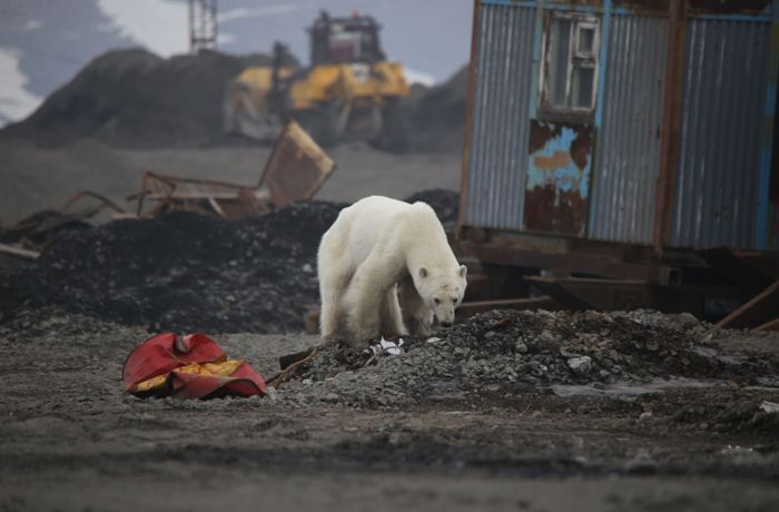 Eisbär-Alarm am Nordpolarmeer