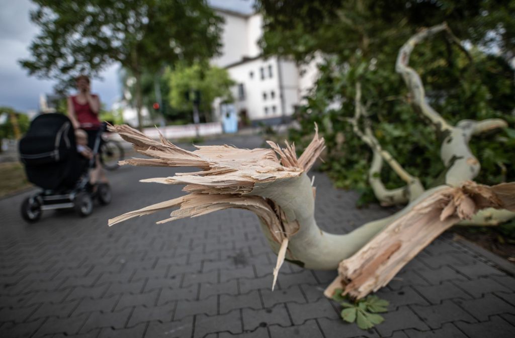 In Frankfurt stürzten Bäume durch das Unwetter um.