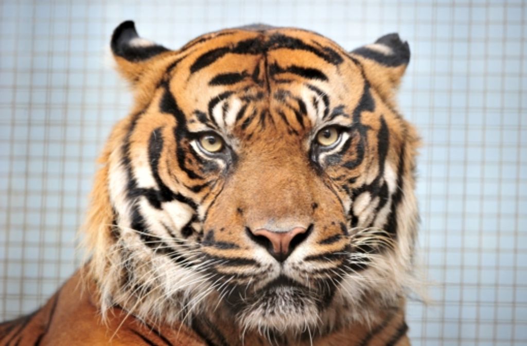 In der Wilhelma lebt der Sumatra-Tiger „Carlos“.
