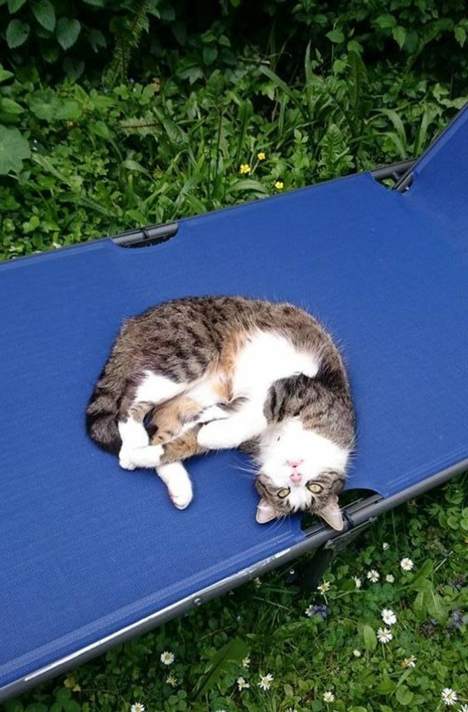 „Wer weckt mich denn da?“, scheint sich die Katze von Facebook-Userin Mareike Weber zu denken.