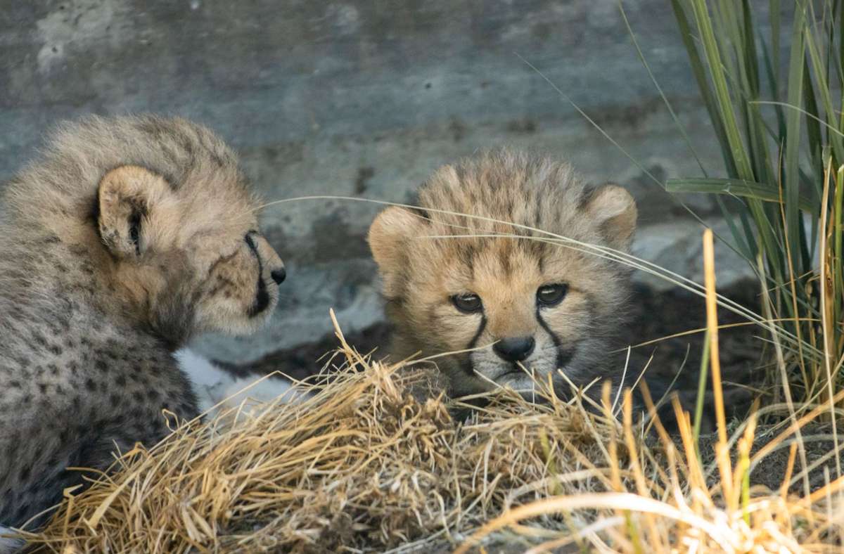 Juni: Einfach süß und eine absolute Sensation in der Wilhelma. Erstmals ist im Zoologisch-Botanischen Garten die Zucht von Geparden gelungen. Neugierig erkunden die Fünflinge seit Ende Juni ihr Zuhause.