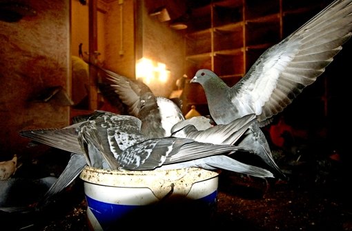 Taubenschläge sind die einzige Möglichkeit, die Zahl der ungeliebten Vögel zu mindern. Das Bild entstand in einem der beiden Schläge in der Leonhardskirche. Foto: StZ