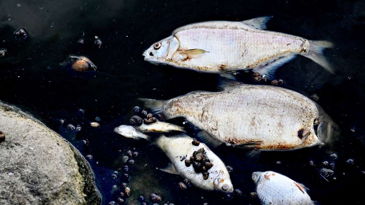 Umweltkatastrophe in der Oder: Die wichtigsten Fragen und Antworten zum Fischsterben